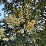 Acacia decurrens 花