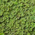 Oxalis exilis Hoja
