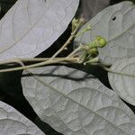 Solanum schlechtendalianum Цвят