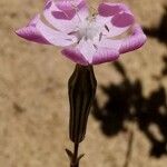 Silene secundiflora പുഷ്പം