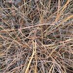 Heteropogon contortus Habitus