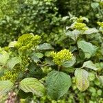 Cornus sanguineaപുഷ്പം