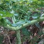 Amorphophallus paeoniifolius Yaprak