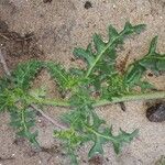 Solanum triflorum Blad