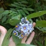 Solanum nudum Flower