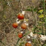 Solanum sisymbriifolium Frukto