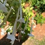 Nicotiana sylvestris Blomma