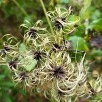 Clematis virginianaFlower