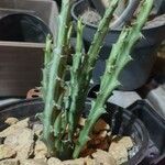 Euphorbia knuthii Лист