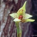 Bulbophyllum pachyanthum Kukka