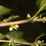 Pouteria caimito Fruit