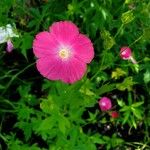 Callirhoe digitata Flower