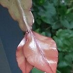 Rhipsalis elliptica Blad