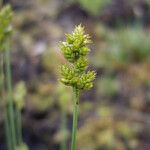 Carex brunnescens Lorea