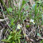 Pinguicula alpina Hábito