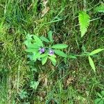 Lathyrus linifolius Flor