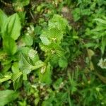 Triodanis perfoliata Blatt