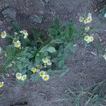 Erigeron annuus Lehti