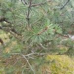 Pinus banksiana 葉