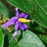 Solanum paludosum Λουλούδι