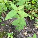 Lysimachia quadrifolia Leaf