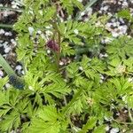 Dicentra formosa 葉