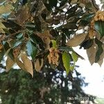 Quercus ilex Fiore