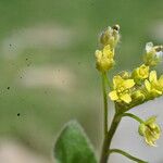 Draba nemorosa Цвят