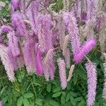 Sanguisorba alpina