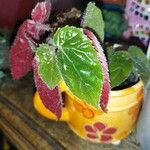 Begonia grandisLeaf