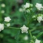 Parthenium hysterophorus Blüte