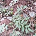 Solanum seaforthianum Хабит