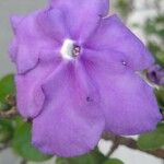 Brunfelsia uniflora പുഷ്പം