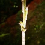 Prescottia stachyodes Flor