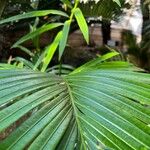 Cycas rumphii Leaf