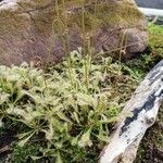 Drosera filiformisFolla