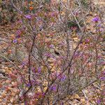 Calytrix leschenaultii Pokrój