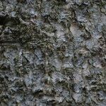 Abies homolepis Žievė