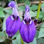 Brillantaisia lamium Blüte