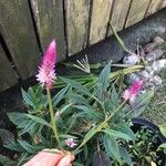 Celosia argenteaBlüte