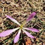 Colchicum neapolitanum Flower