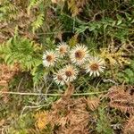 Carlina vulgarisFlower