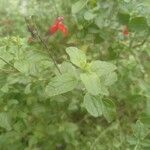 Salvia microphyllaКветка