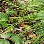 Carex remota ফুল