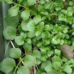 Cardamine hirsuta Leaf