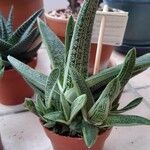 Gasteria batesianaЛисток