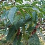 Pterocarya stenoptera Ліст