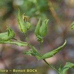 Cistus inflatus Altres