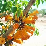 Mayodendron igneum Flower