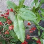 Ochna serrulata Leaf